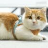 turf milky - Luminous Cat Vest Harness and Leash Set